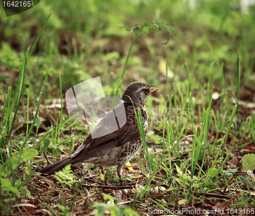 Image of Song Thrush