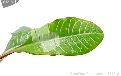 Image of Green Leaves