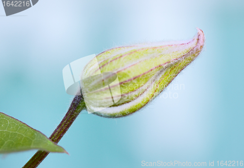 Image of Green Flower Bud