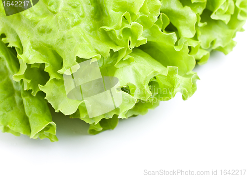 Image of Green Lettuce