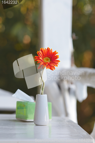 Image of Gerbera Daisy