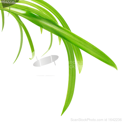 Image of Green Leaves