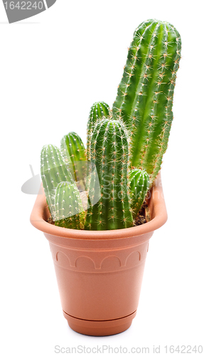 Image of Cactus Pot