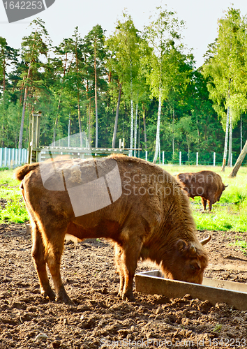 Image of Aurochs In Wildlife Sanctuary