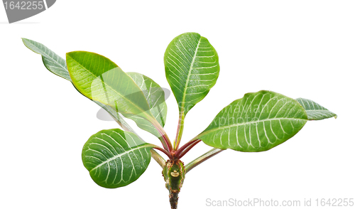 Image of Green Leaves
