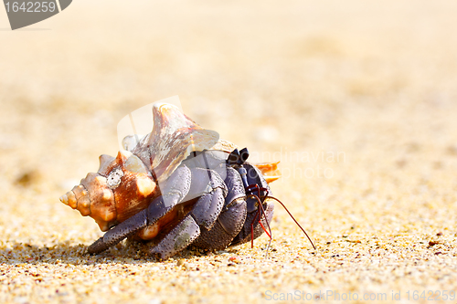 Image of Hermit Crab