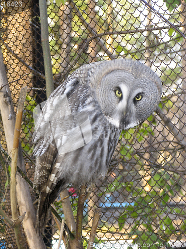 Image of Great gray owl