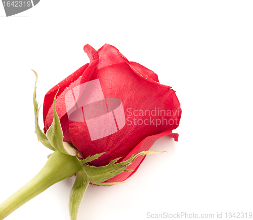 Image of Red Rose Bud