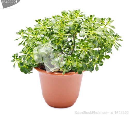 Image of Home Plant