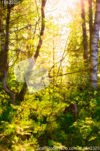 Image of Sunshine in Forest