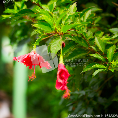 Image of Red Hibiscus