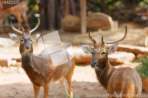 Image of Siamese Eld's deers