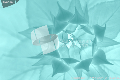 Image of Abstract Floral