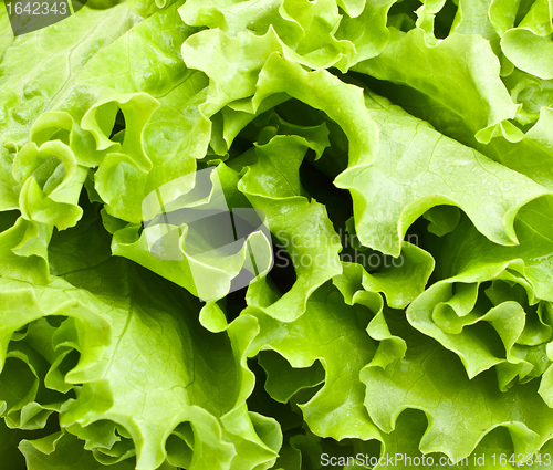 Image of Green Lettuce
