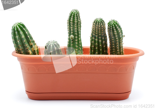 Image of Cactus Pot