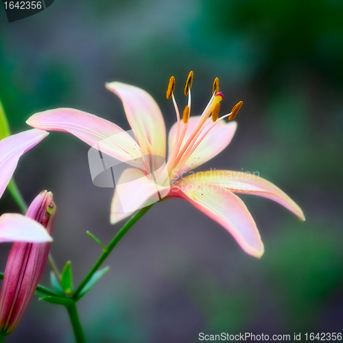 Image of Pink Lilies