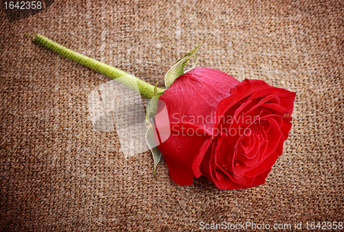 Image of Red Rose