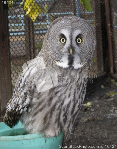 Image of Great gray owl