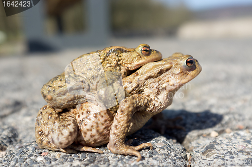 Image of Mating toads