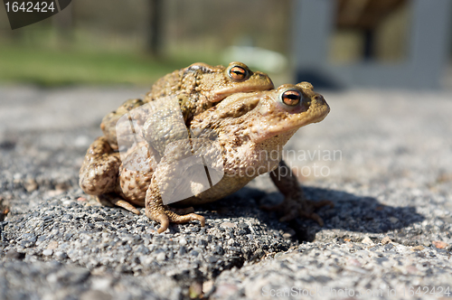 Image of Mating toads