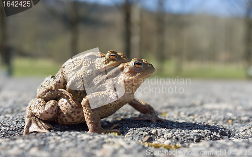 Image of Mating toads