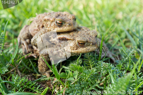 Image of Mating toads