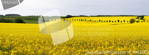 Image of rape field-panorama