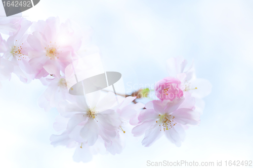 Image of Spring flower