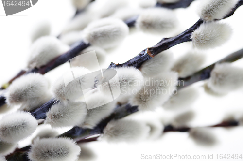 Image of willow twig