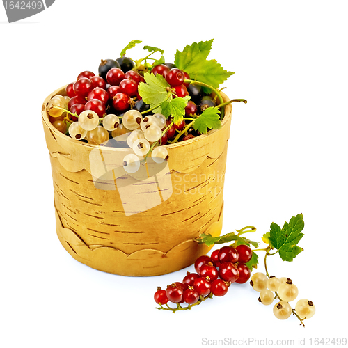 Image of Currants in Berestov tueske