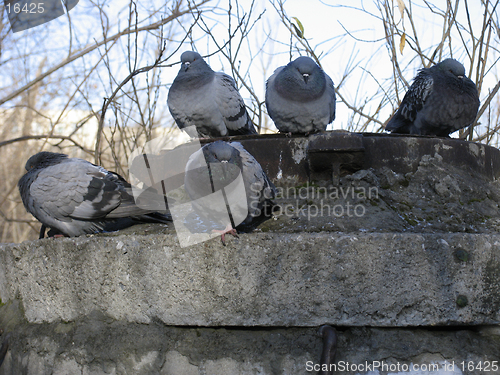 Image of Pigeons