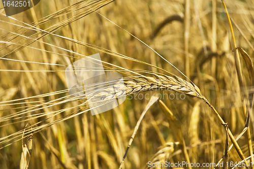 Image of Ear of rye