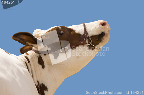 Image of Cow