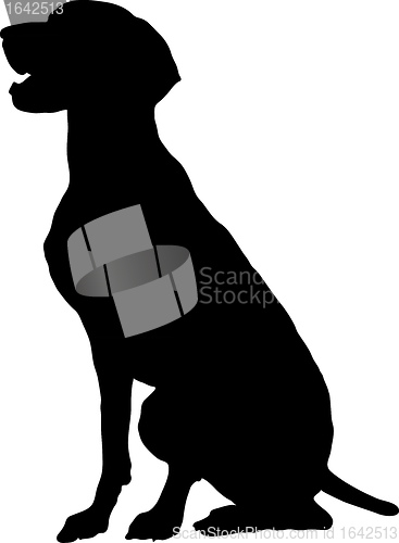 Image of German Pointer