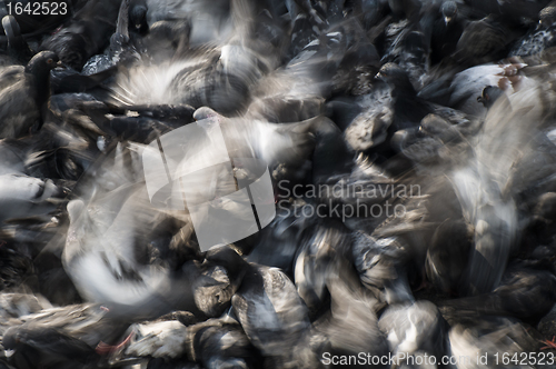 Image of Group of pigeons feeding