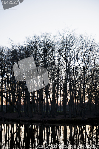 Image of Silhouette trees on waterfront