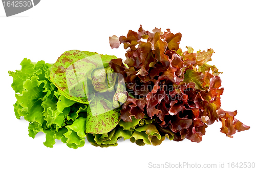 Image of Lettuce green, spotted and red