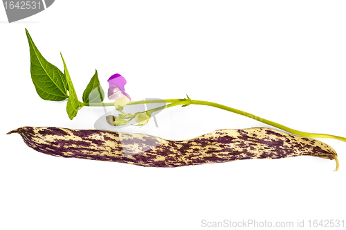 Image of Mottled purple pod beans with a flower