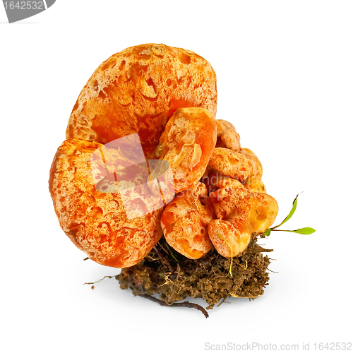 Image of Mushroom saffron