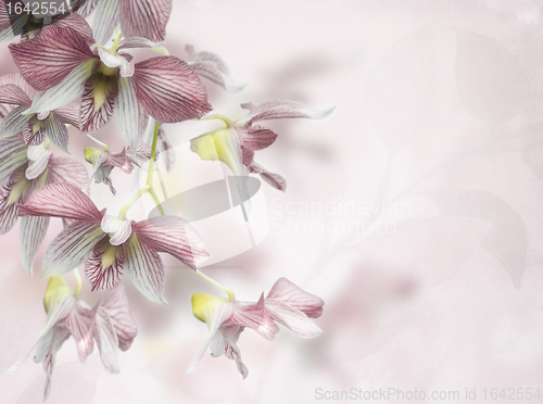 Image of Orchid Flowers Background