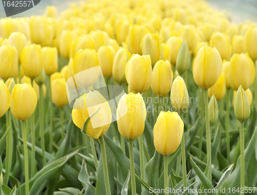 Image of Yellow Tulips Field