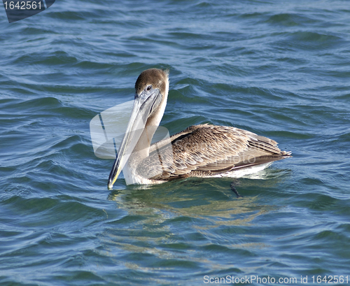 Image of Pelican