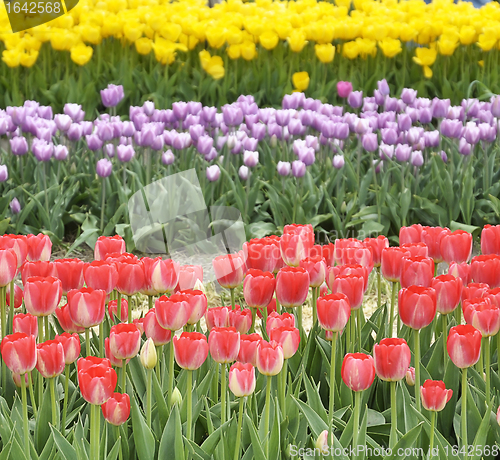 Image of Colorful Tulips Field