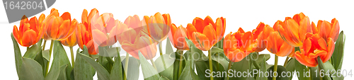 Image of Orange Tulips