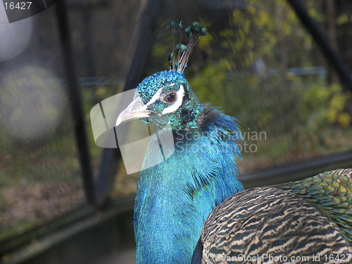 Image of Peacock