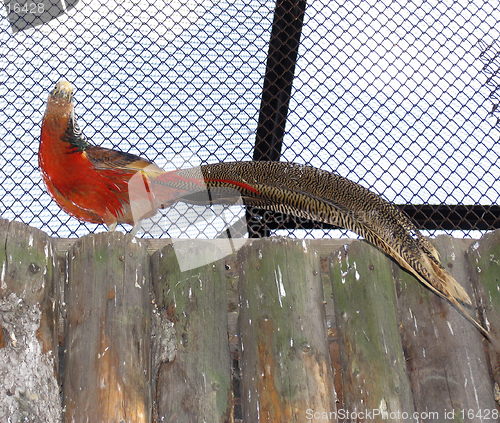 Image of Golden pheasant