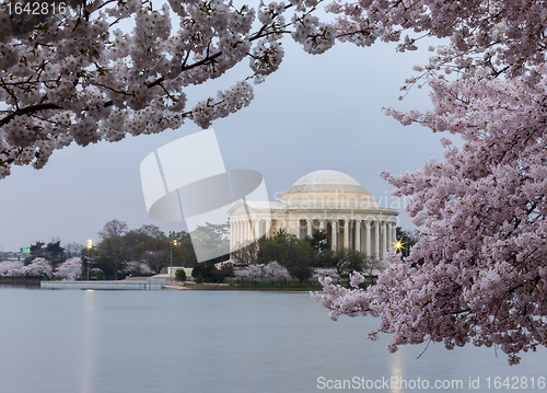 Image of Floodlit Jefferson Memorial and cherry blossom