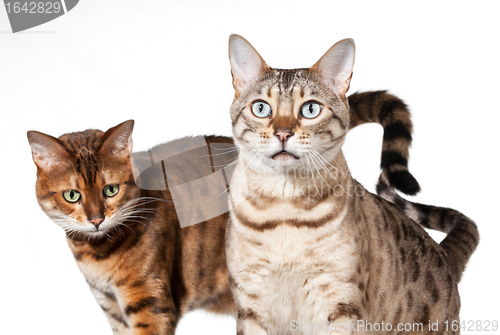 Image of Two Bengal kittens looking shocked and staring