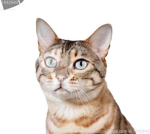 Image of Bengal kitten looking plaintively into air