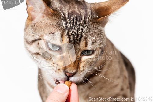 Image of Bengal kitten being fed with treat from fingers